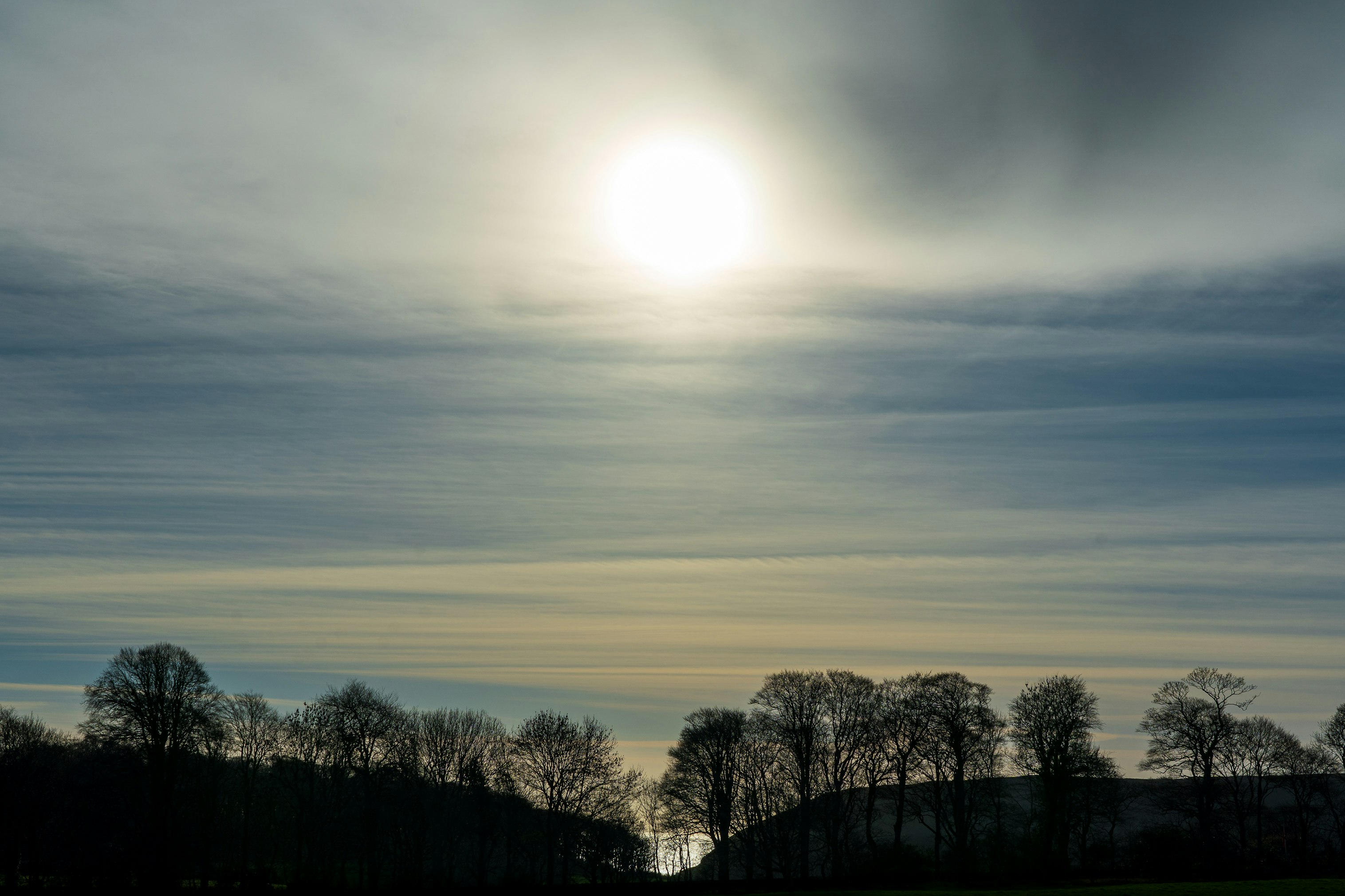 silhouette of trees during sunset